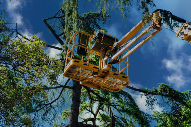 Best Palm Tree Trimming  in Sun City Center, FL